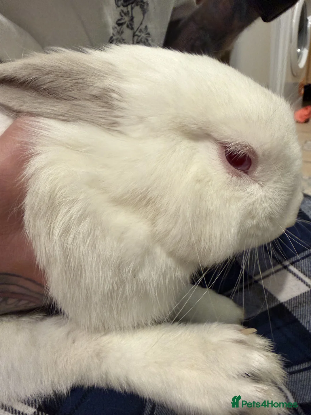 Lionhead rabbits for sale: Male red eyed, white Lionhead rabbit 10 months old - Advert 2
