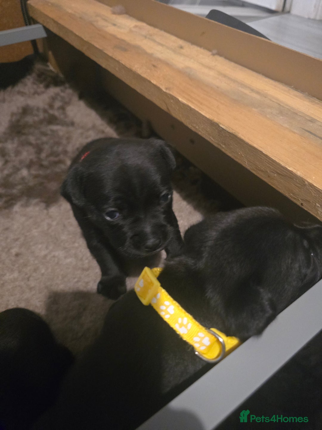 Staffordshire Bull Terrier dogs for sale: Kc registered Staffordshire bullterrier  - Advert 8