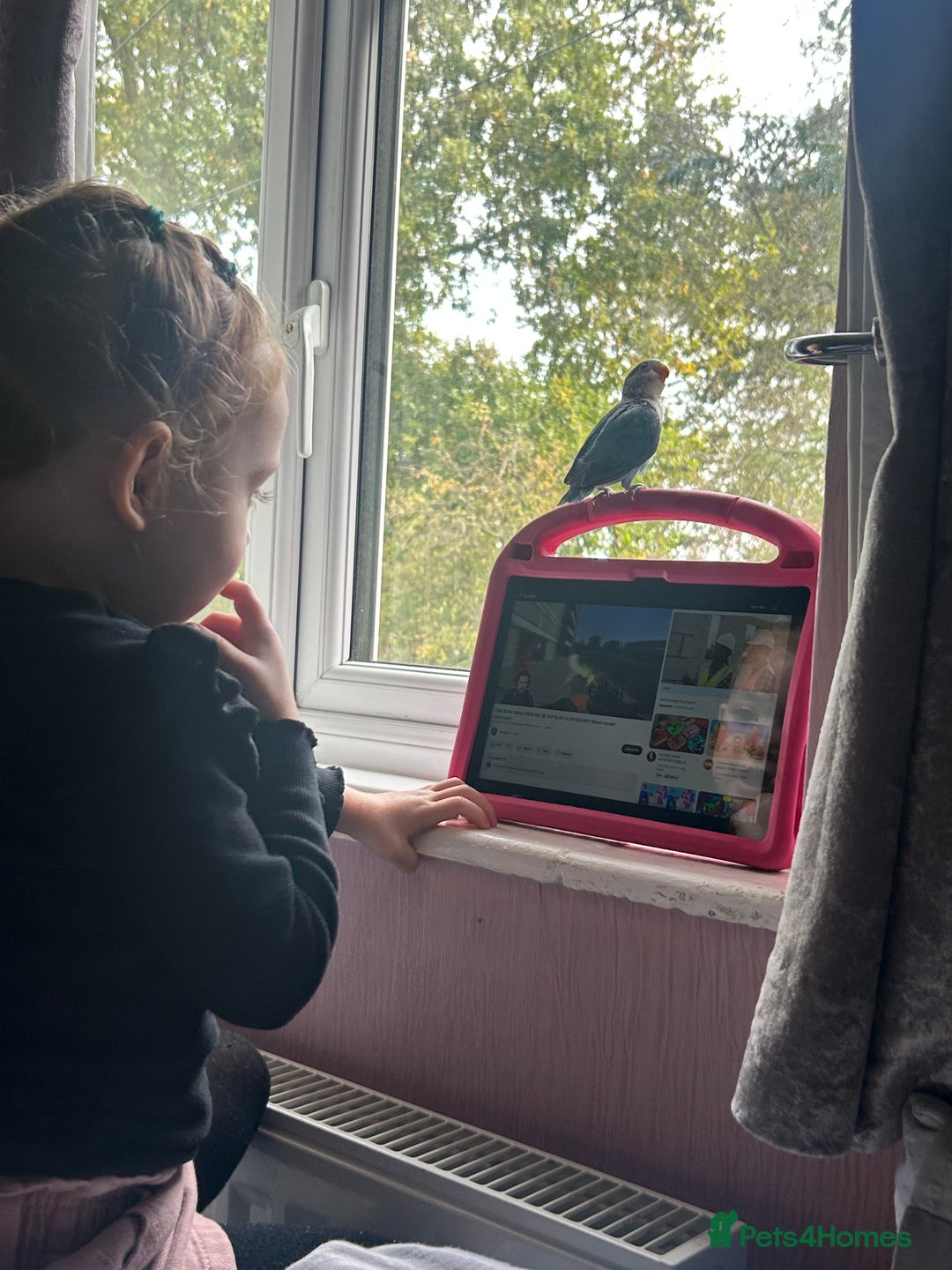 Lovebirds birds for sale: Peach faced love bird  - Advert 5