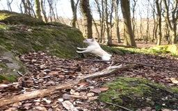 French Bulldog dogs for sale: Such a honest little lady - Image 8