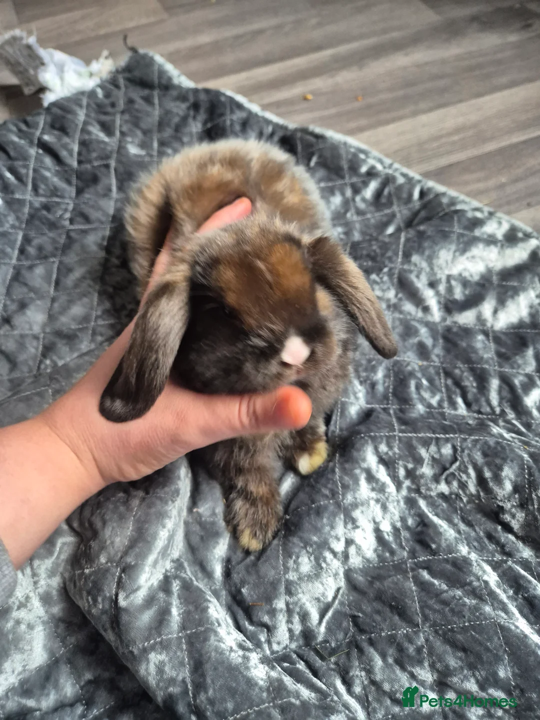 Dwarf Lop rabbits for sale: 7 weeks old rabbits  in Birmingham - Advert 2