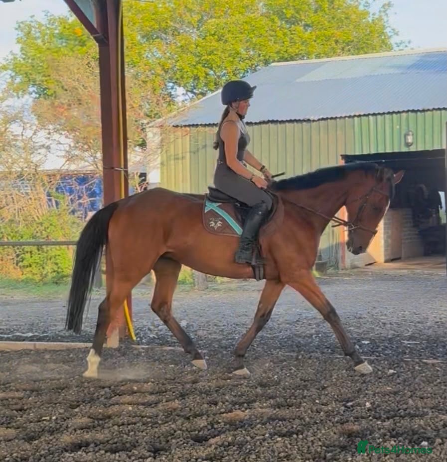 Irish Sports horses Thoroughbred 16.2hh (MATCHER)  - Advert 7