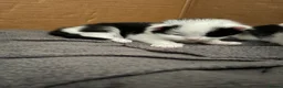 Domestic Shorthair cats for sale: 3 beautiful kittens.  in Walsall - Advert 3