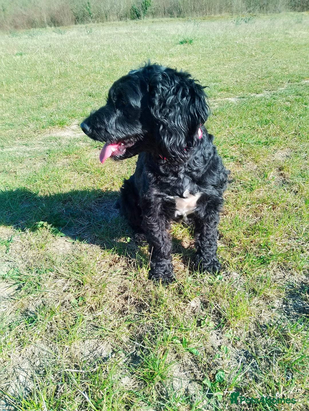 Mixed Breed dogs for sale: Emotional support cockapoo/Labrador puppies - Image 8
