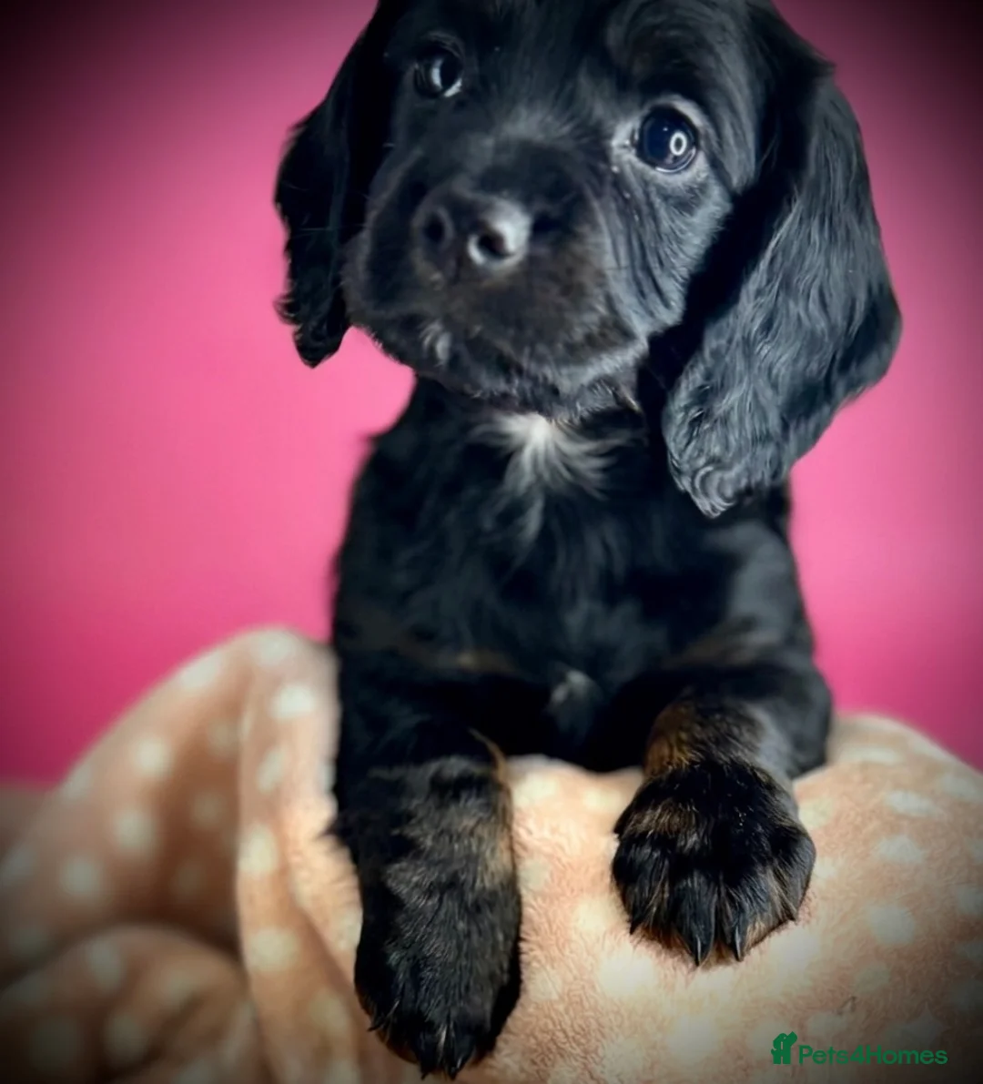 Cocker Spaniel dogs for sale: Fully vaccinated KC cocker pups - Advert 2