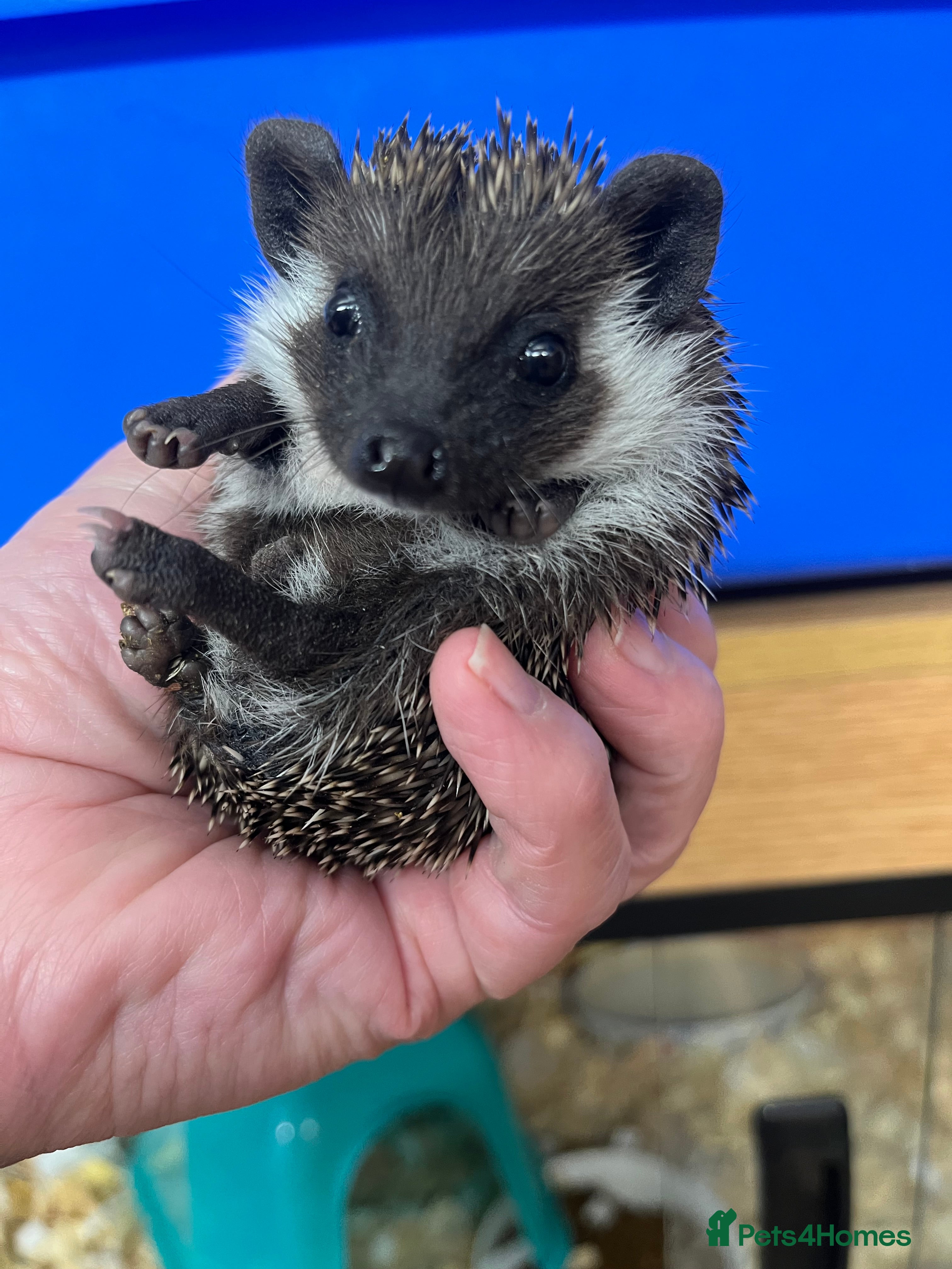 Pygmy Hedgehog rodents Jet black / assorted baby hoglets ready now! - Advert 1