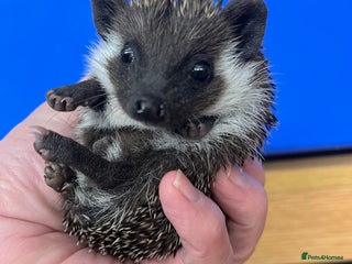 Pygmy Hedgehog rodents Jet black / assorted baby hoglets ready now! - Advert 3