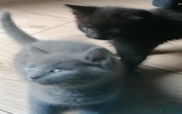 Mixed Breed cats for sale: Kittens - Image 4
