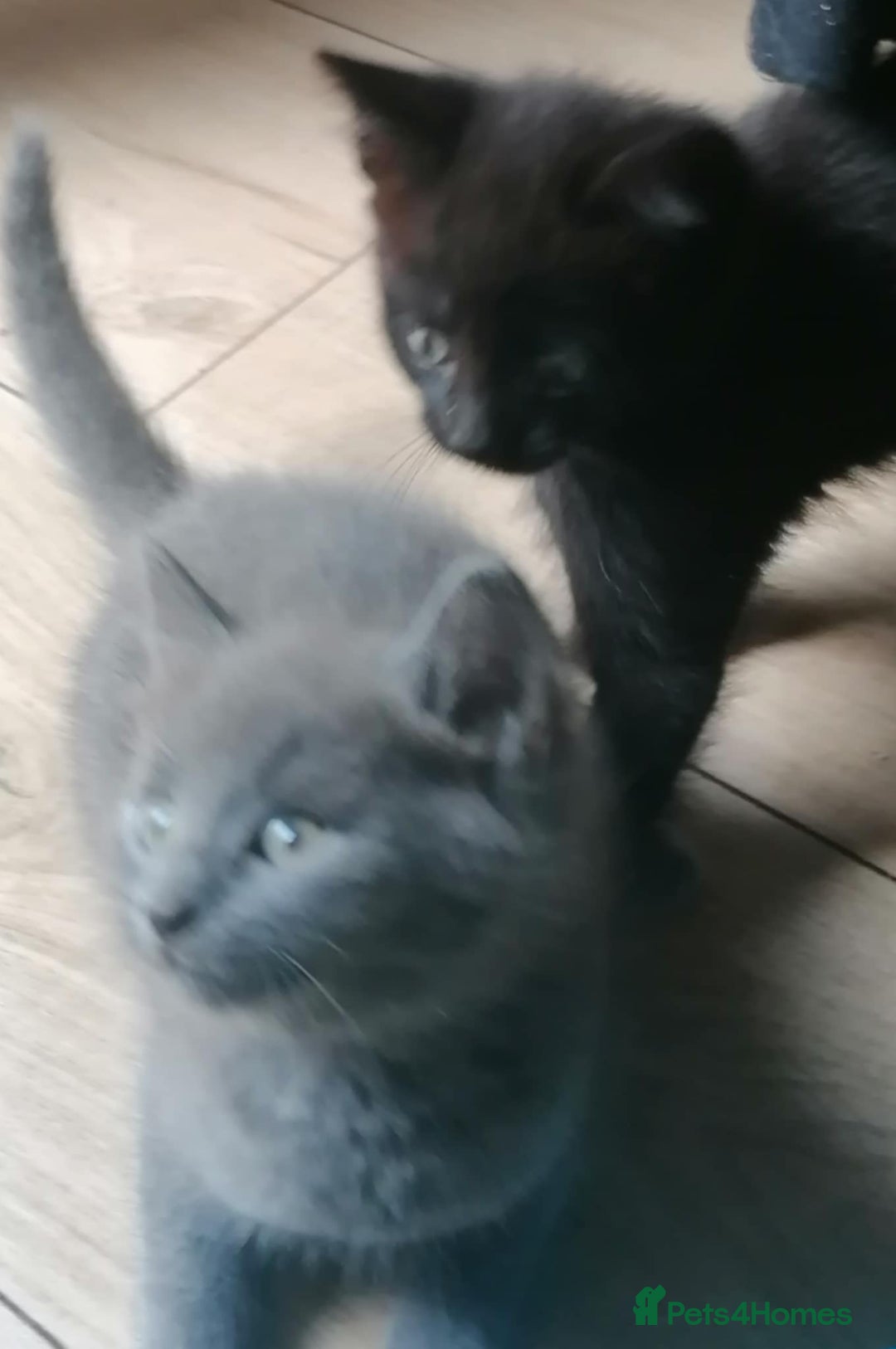 Mixed Breed cats for sale: Kittens - Image 4