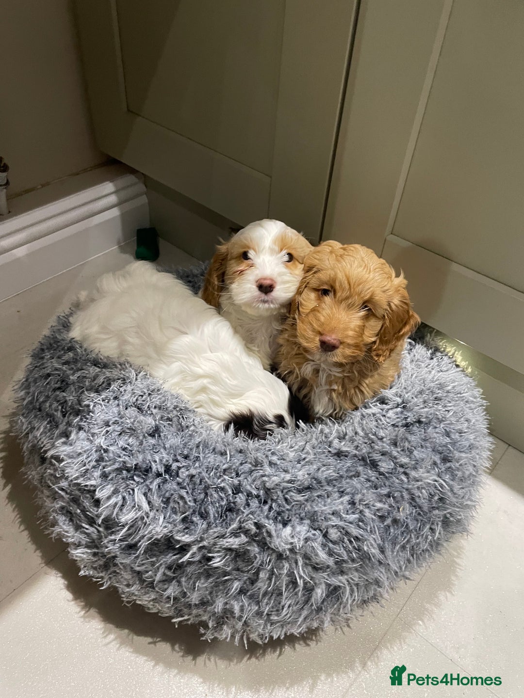 Cockapoo dogs for sale: Chunky Cockapoo Puppies - Image 3