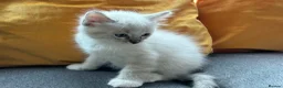Ragdoll cats for sale: Luxury Blue Point Mitted Ragdoll Kittens - Advert 39