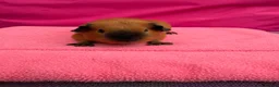 Guinea Pig rodents for sale: Californian & Himalayan - Boars & Sows - Advert 8