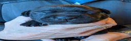 Staffordshire Bull Terrier dogs for sale: King Fury KCreg excellent pedigree blue/black pups - Advert 25