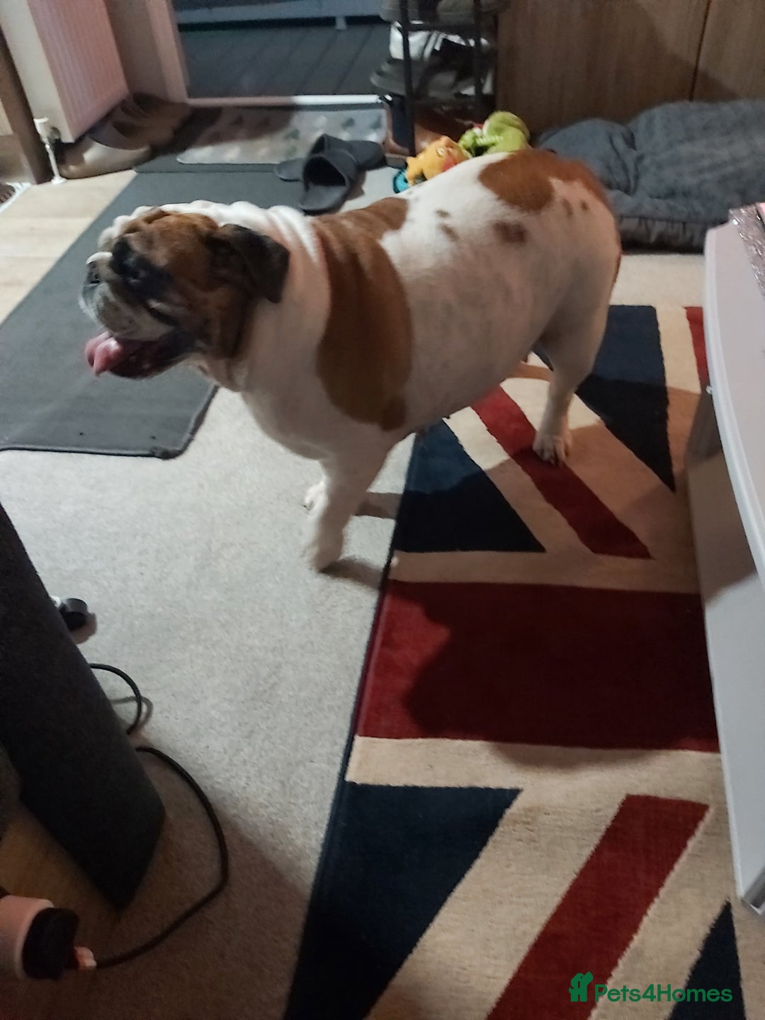 English Bulldog dogs for sale: 4 yr old female English (British)bulldog  - Advert 6