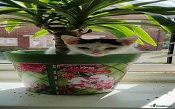 Mixed Breed cats for sale: 5 lovely kittens - Image 2