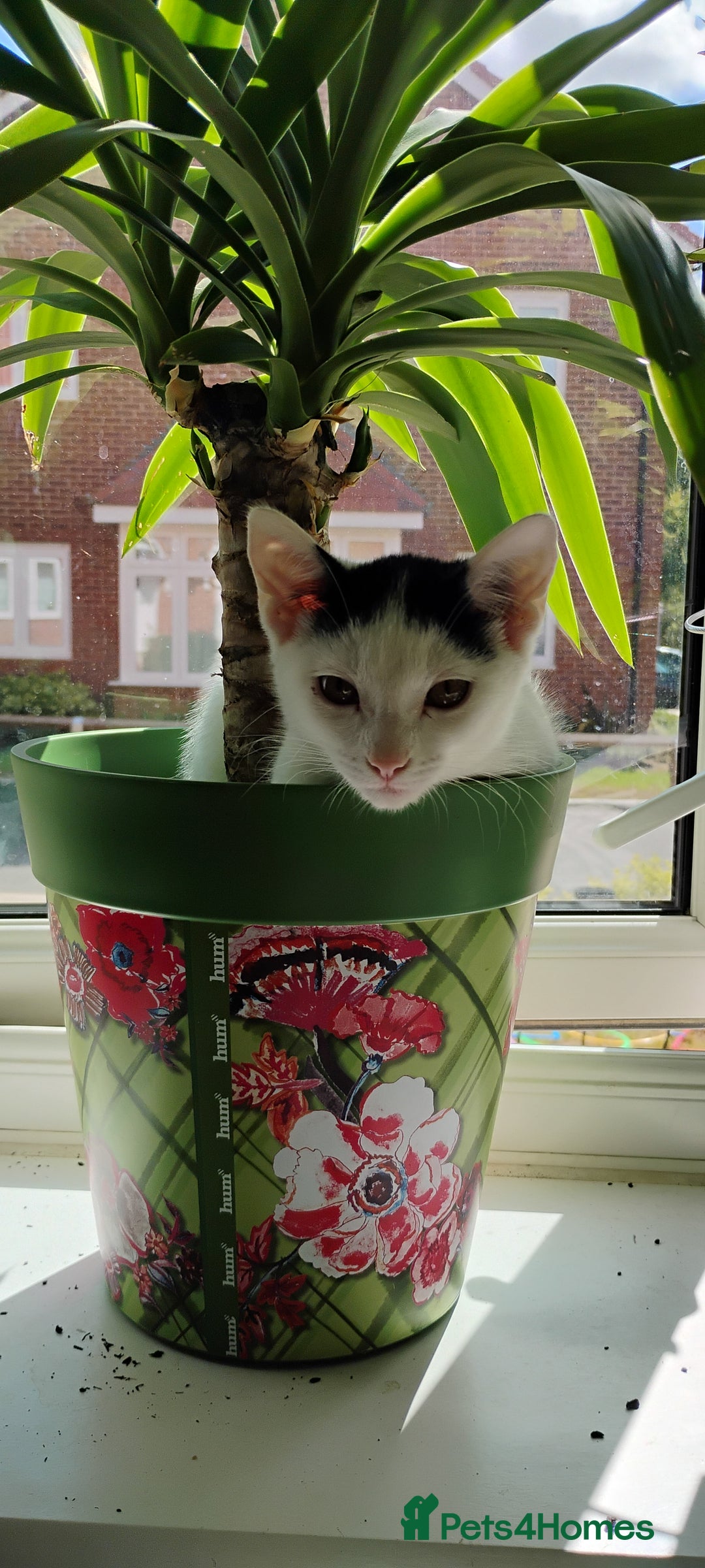 Mixed Breed cats for sale: 5 lovely kittens - Image 2