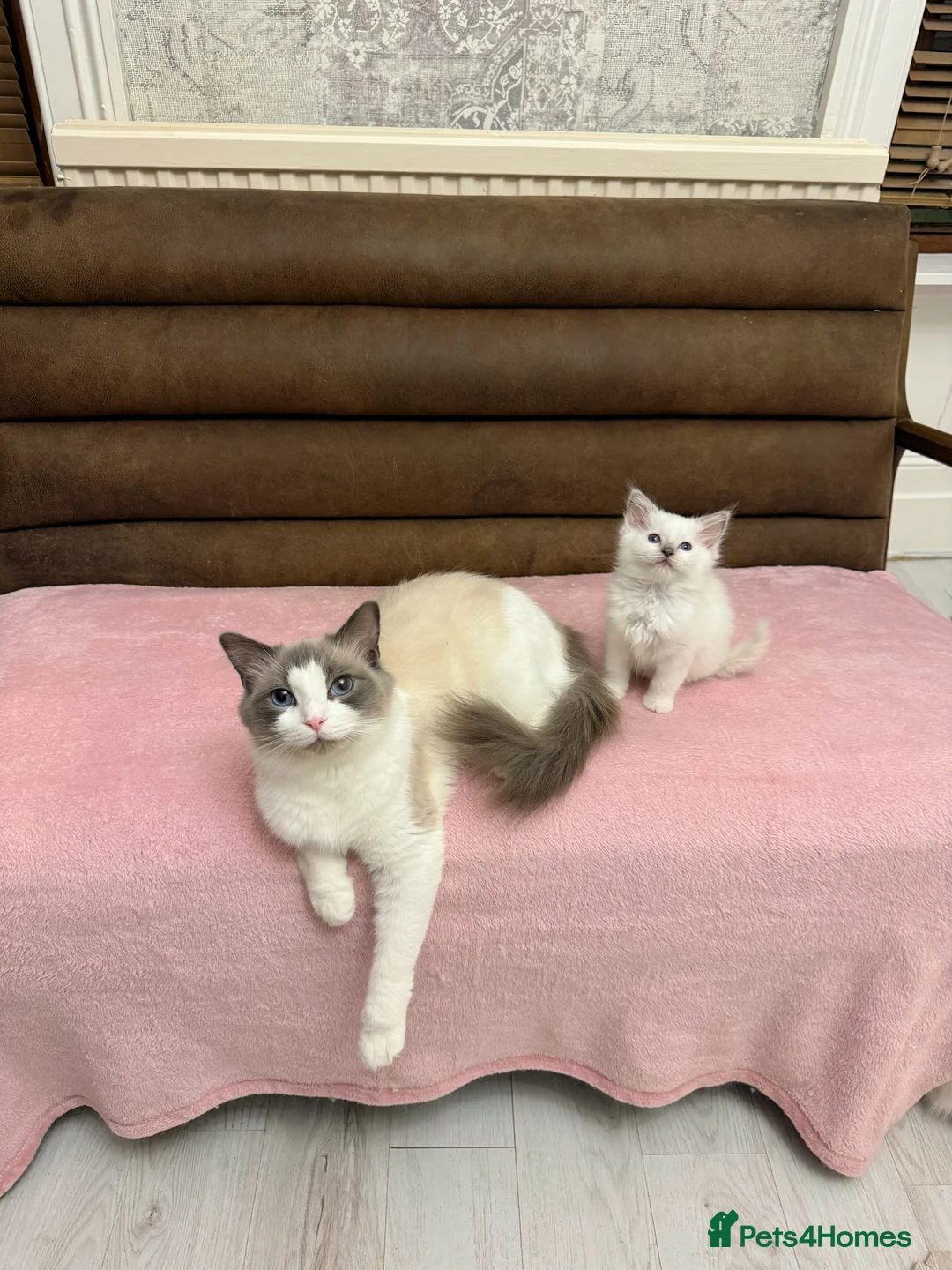 Ragdoll cats for sale: Lilac Mitted Pedigree GCCF kitten for sale  - Advert 1