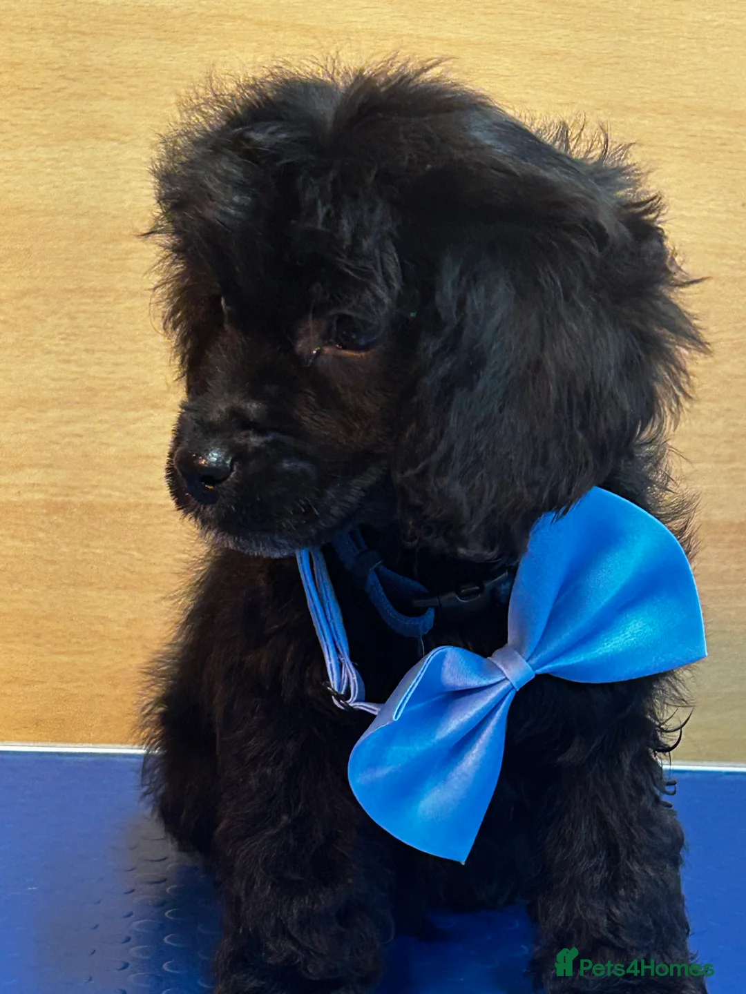 Cockapoo dogs for sale:  Northampton Cockapoos. Adorable F1 puppies - Advert 14