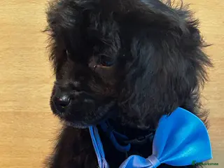 Cockapoo dogs Northampton Cockapoos. Adorable F1 puppies - Advert 8