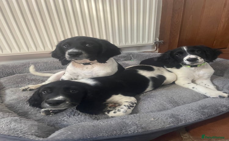English Springer Spaniel dogs - Advert 4