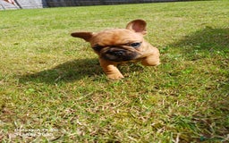 French Bulldog dogs for sale: KC HEALTH TESTED STANDARD FRENCH BULLDOG PUPS - Image 15