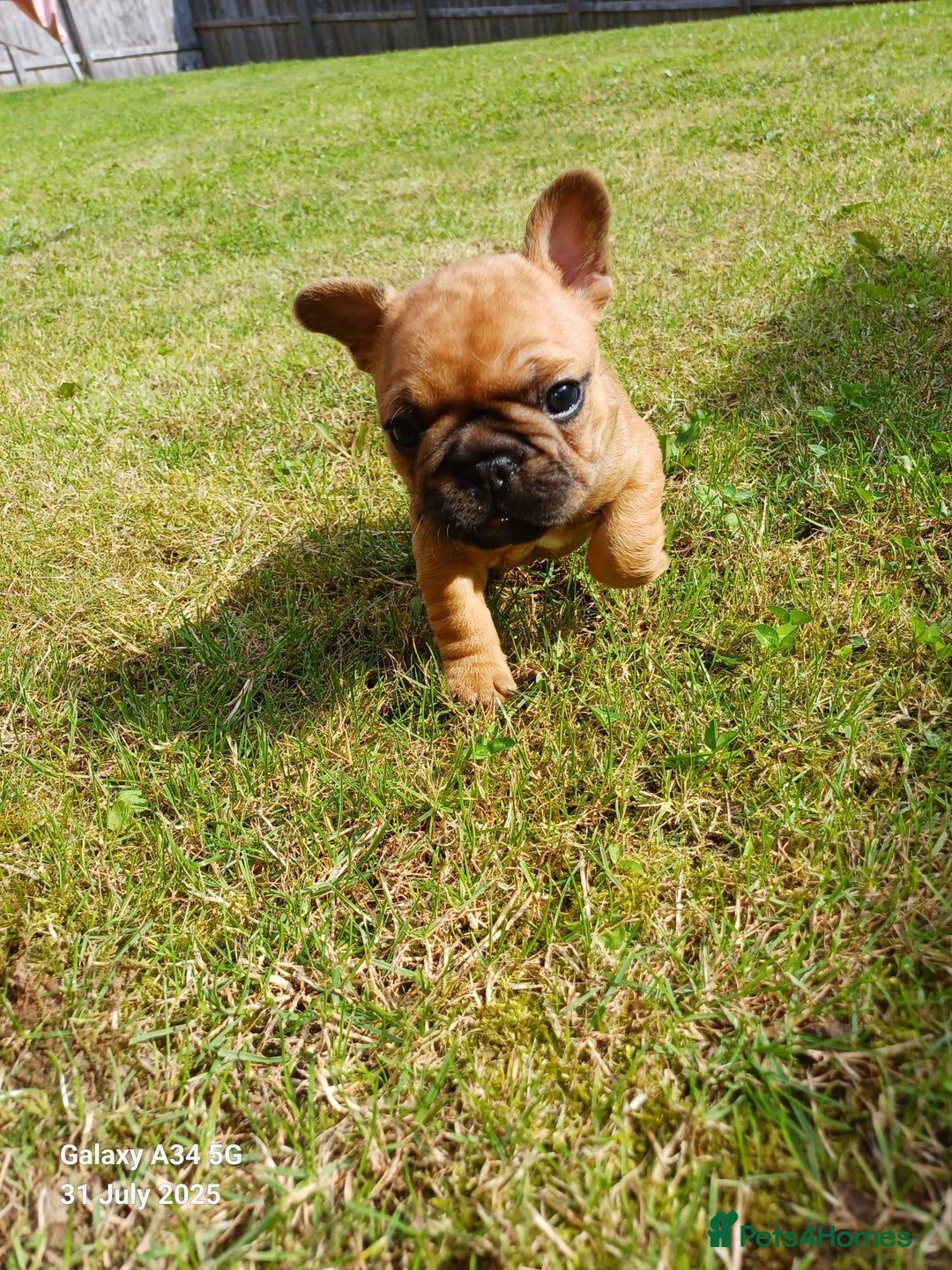 French Bulldog dogs for sale: KC HEALTH TESTED STANDARD FRENCH BULLDOG PUPS - Image 15