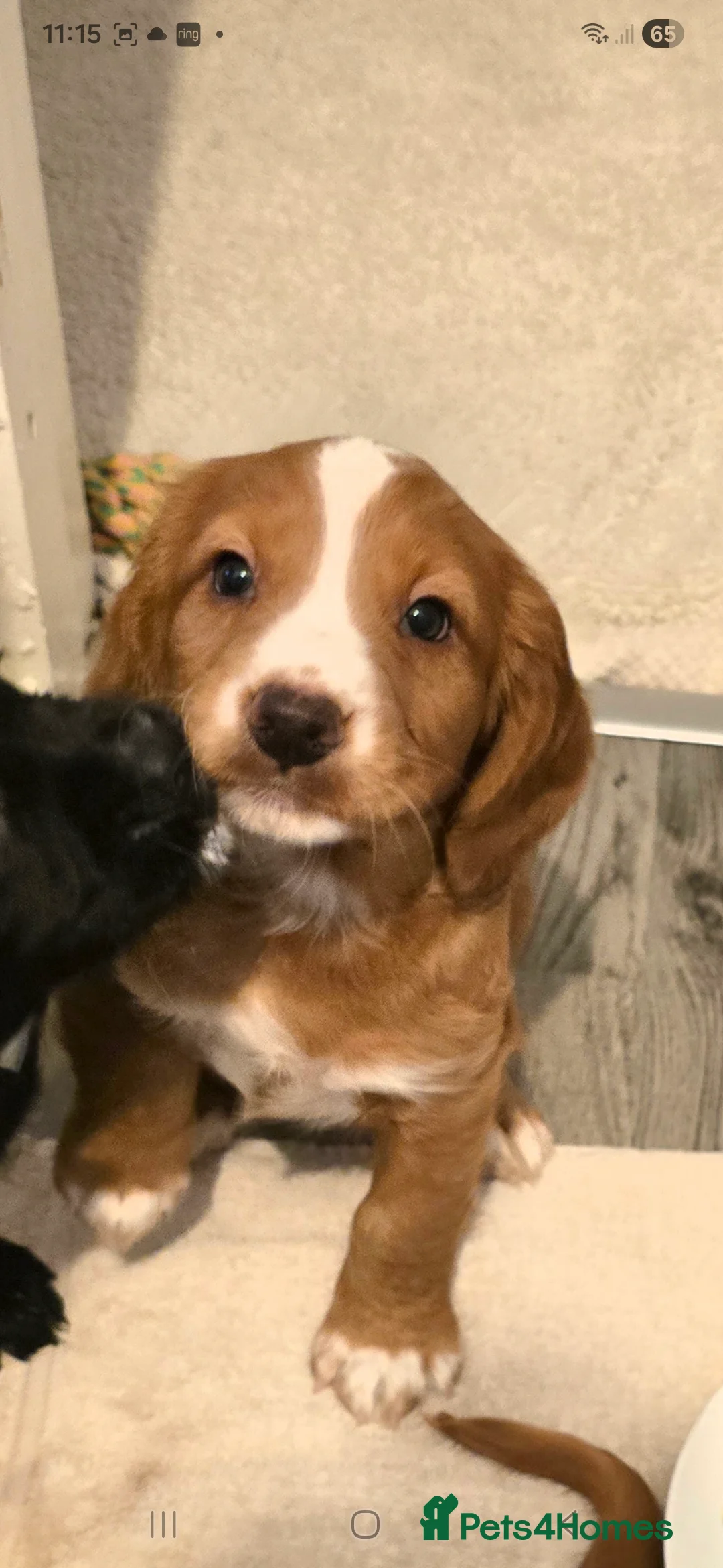 Cocker Spaniel dogs for sale: Cocker spaniel male  - Advert 5