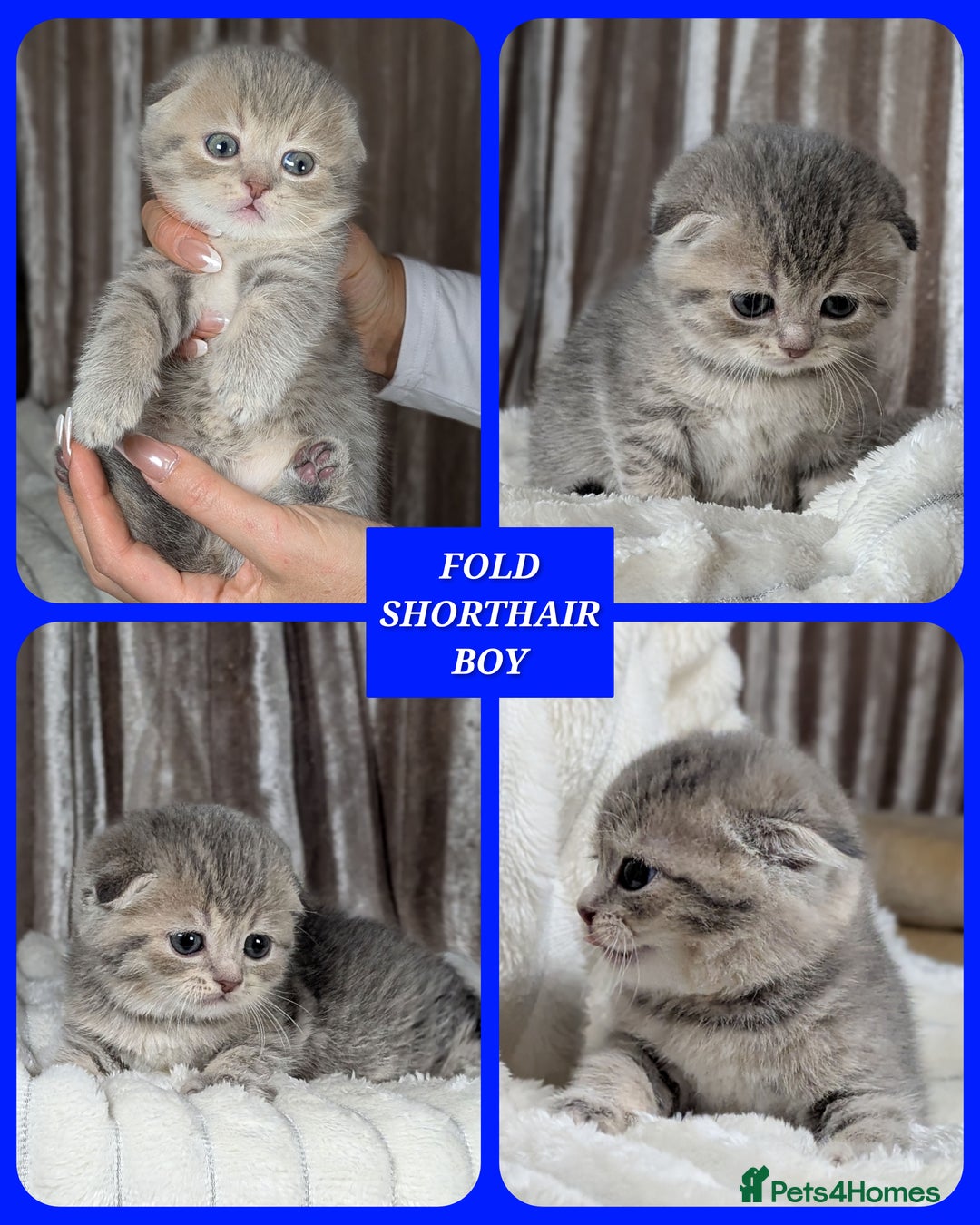 Scottish Fold cats for sale: 🐾TICA red ❣️SCOTTISH Fold•Straight - Advert 3