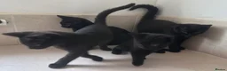 Domestic Shorthair cats for sale: Black Kittens For Sale  - Advert 1