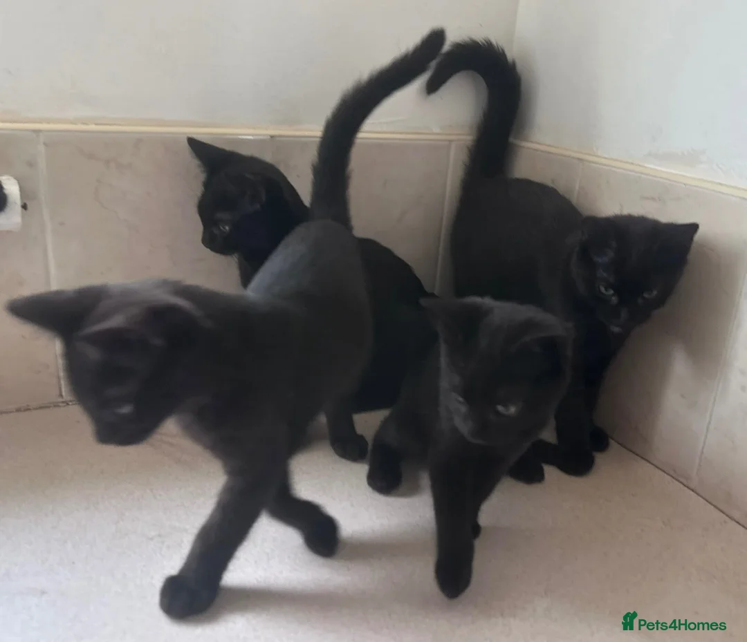 Domestic Shorthair cats for sale: Black Kittens For Sale  - Advert 1