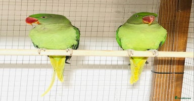 Parrots birds - Advert 8