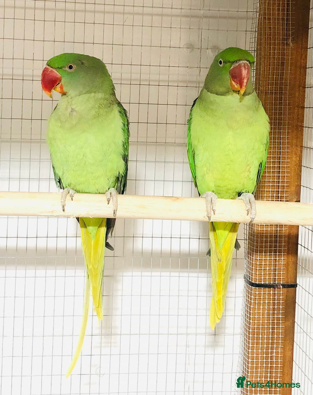 Parrots birds for sale: Alexandrine parrots for sale. - Image 3