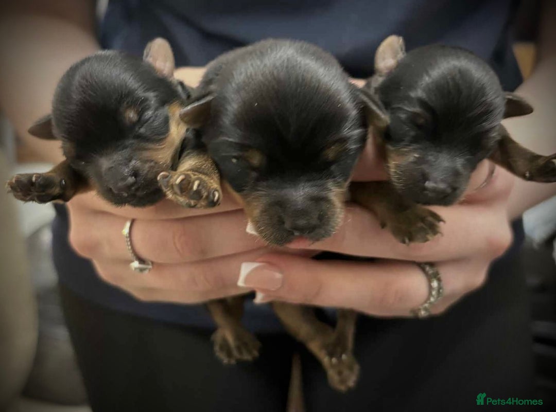Yorkshire Terrier dogs for sale: Cute miniature Yorkshire terrier boys!  - Image 5