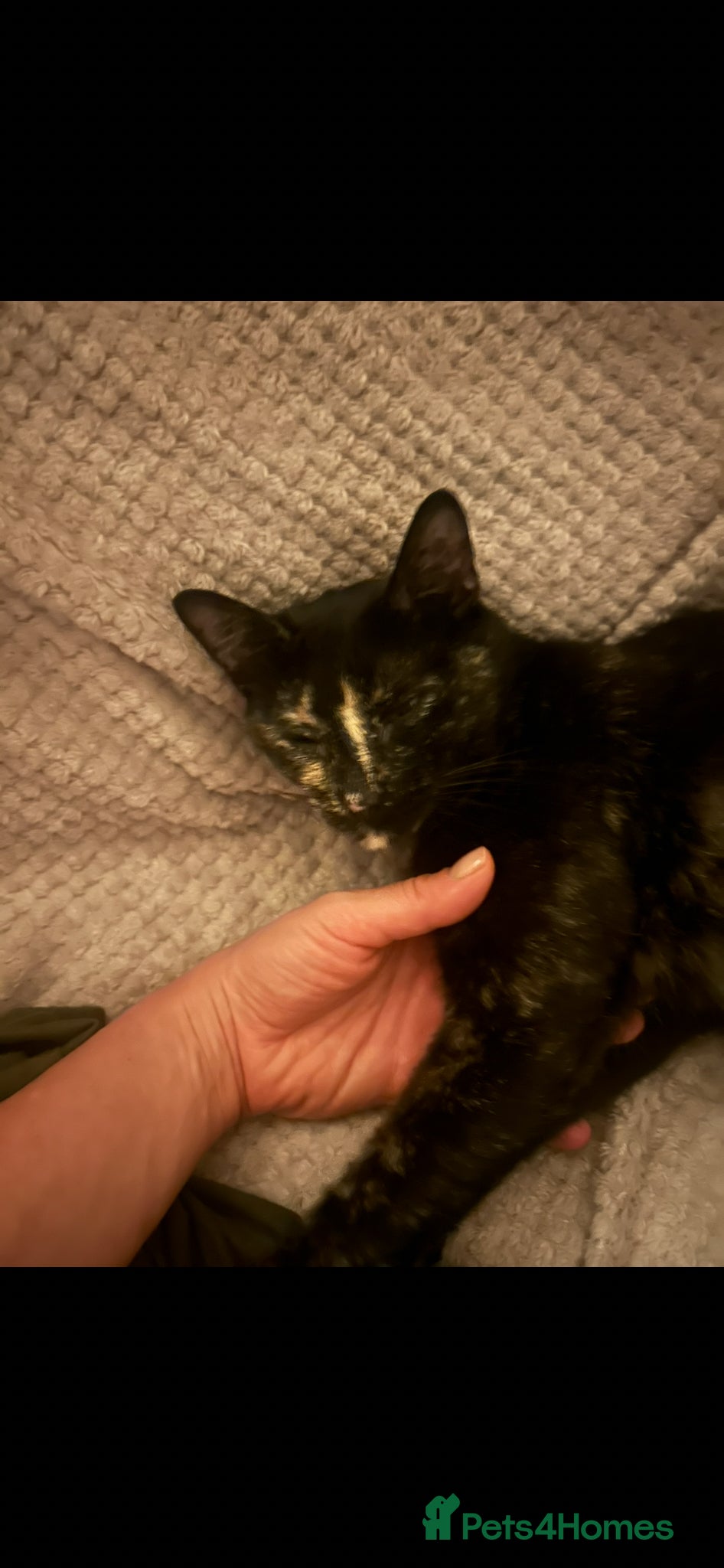 Mixed Breed cats Beautiful Kittens ♥️😻 - Advert 2