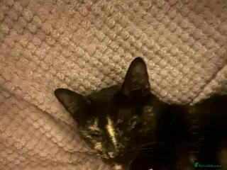 Mixed Breed cats Beautiful Kittens ♥️😻 - Advert 1