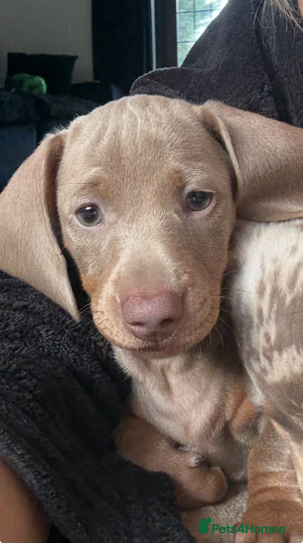 Miniature Dachshund dogs Beautiful miniature dachshund puppies  - Advert 18