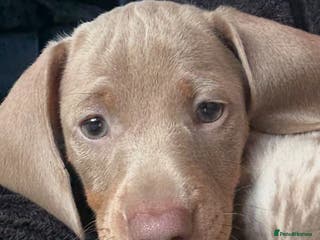 Miniature Dachshund dogs Stunning Miniature dachshund last boy left - Advert 12