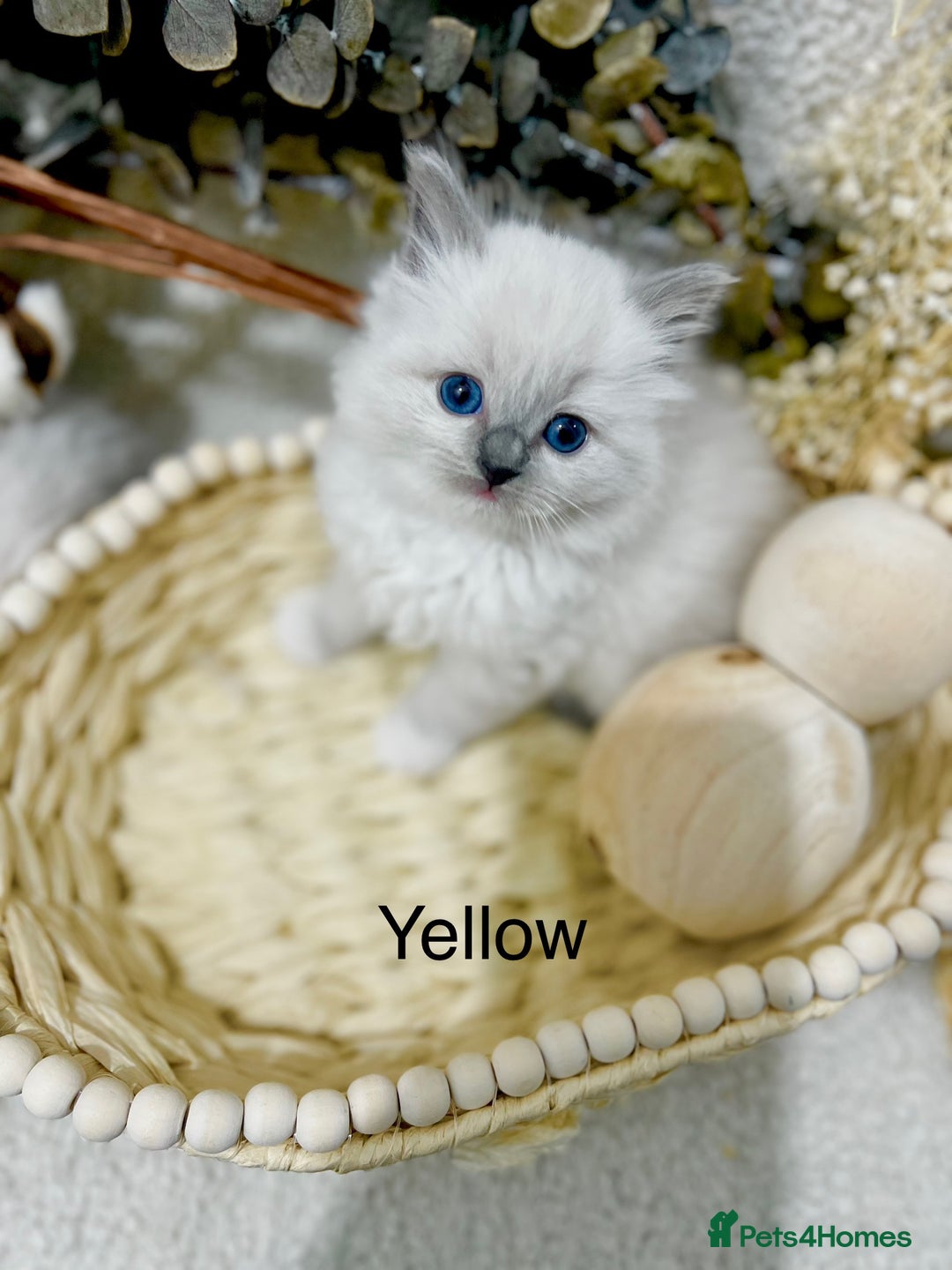 Ragdoll cats for sale: Hello Ragdoll lover‼️ - Advert 7