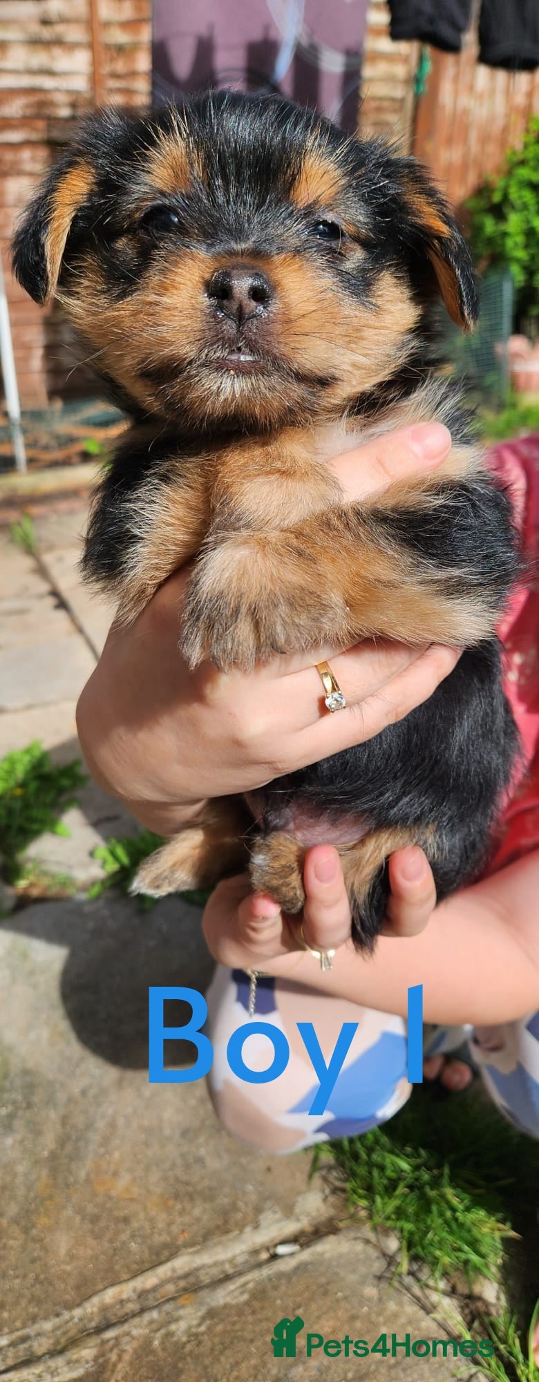 Mixed Breed dogs 5 Adorable puppies - Advert 1