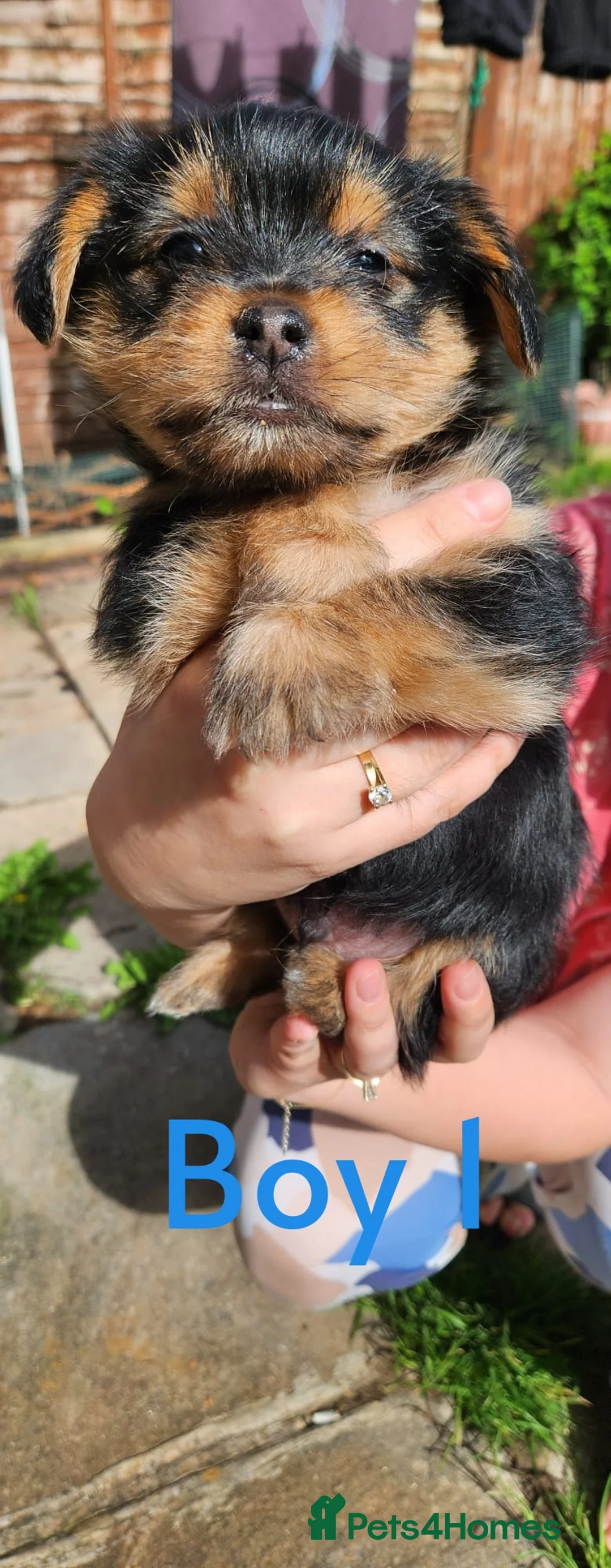 Mixed Breed dogs for sale: 5 Adorable puppies - Advert 1