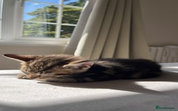 British Shorthair cats for sale: Beautiful 10 week old male kitten  - Image 2