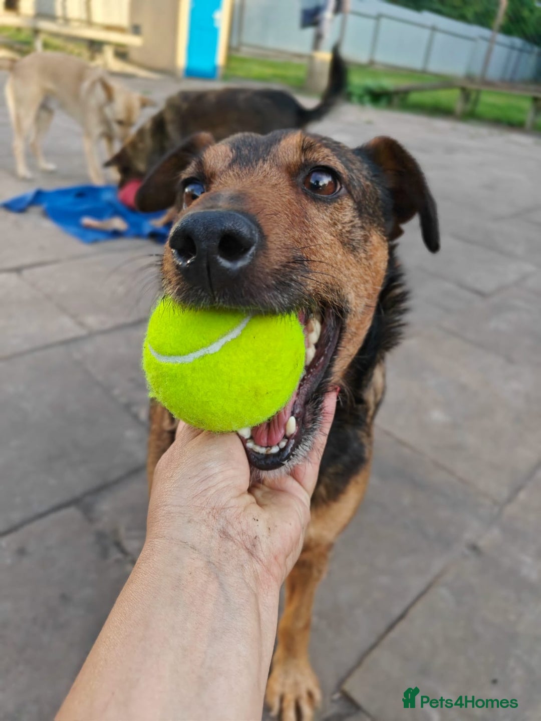 Mixed Breed dogs for adoption: 💙🐶 STAS 🐶💙 - Image 4