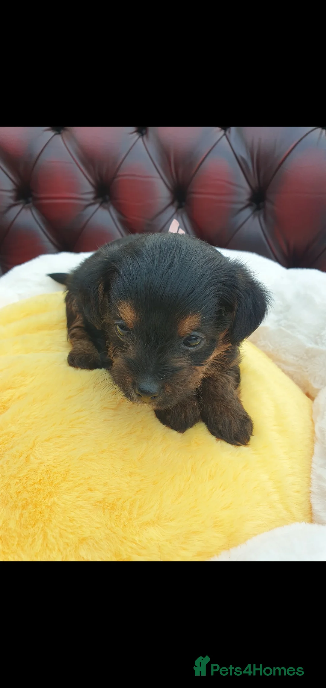 Jackapoo dogs for sale: F1 ADORABLE JACKAPOO PUPPIES - Advert 14