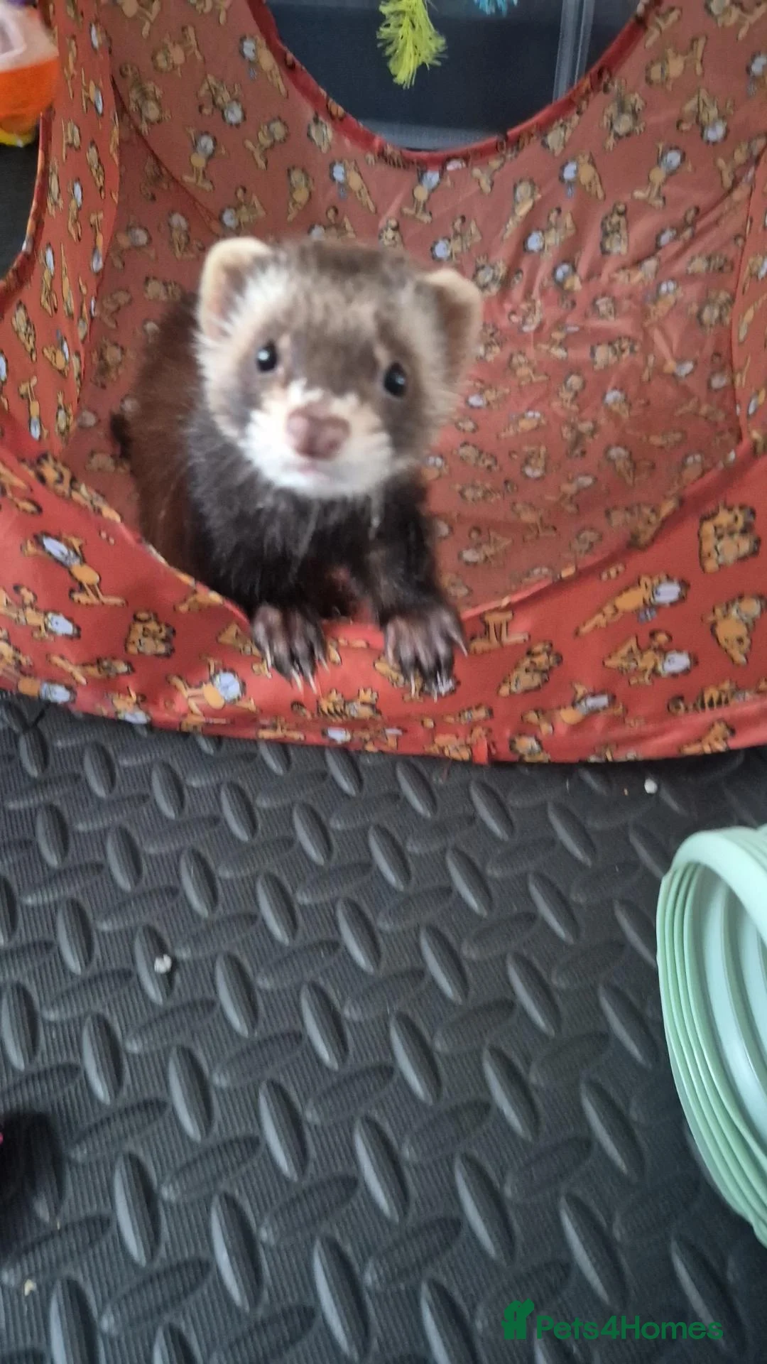 Ferret rodents for sale: Male ferret, around 10/11 weeks old in Rotherham - Advert 2