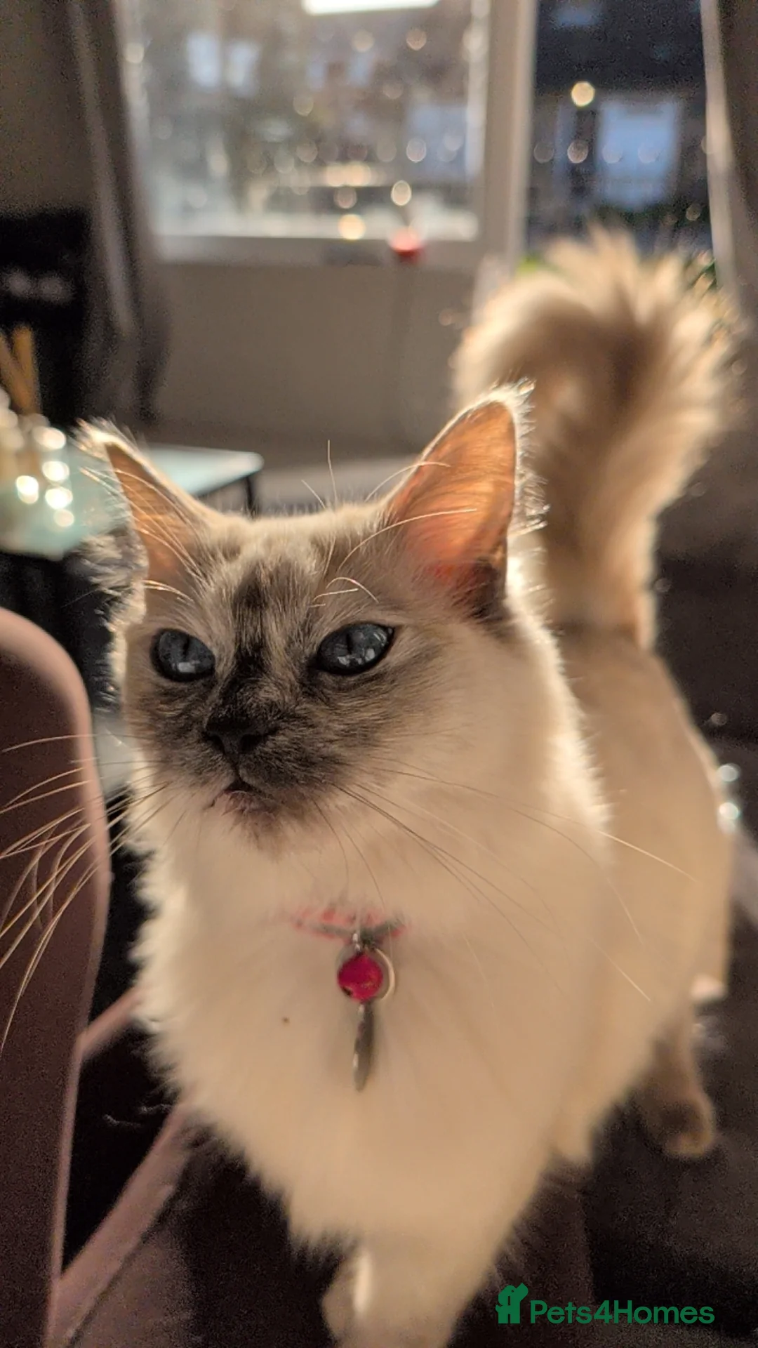 Mixed Breed cats for sale: Ragdoll cross with Tabby  - Advert 1