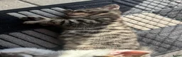 Mixed Breed cats for sale: 3 Beautiful kittens - Advert 6