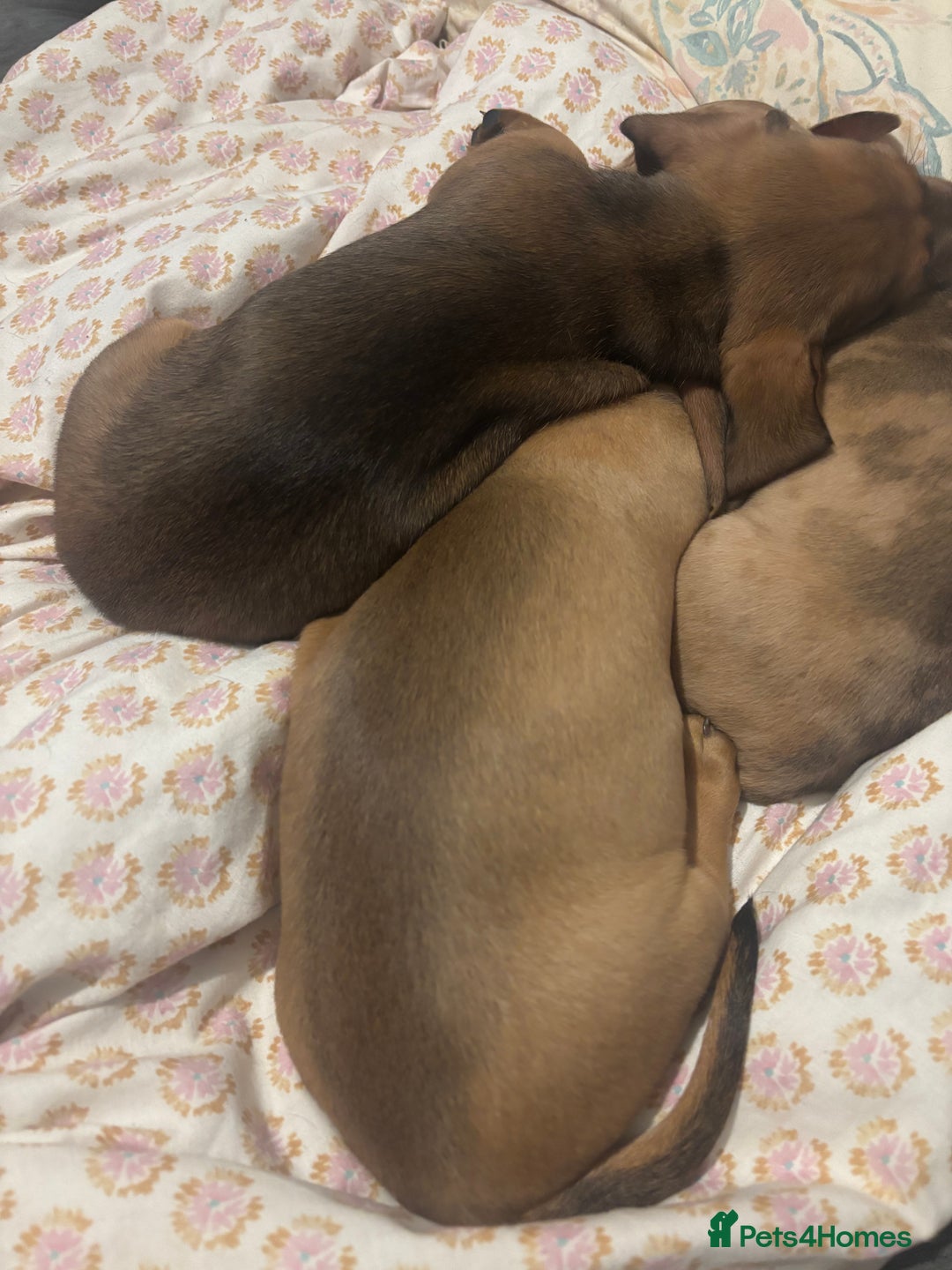 Miniature Dachshund dogs for sale: **READY TO GO NOW** Miniature dachshund puppies!  - Advert 3
