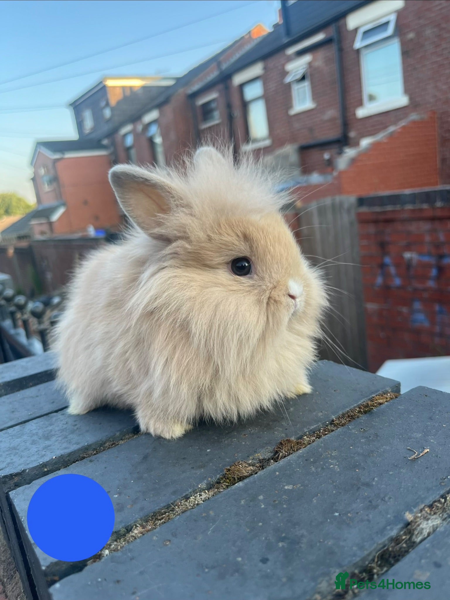Mini Lion Lop rabbits  Beautiful Mini Lion Lop Bunnies  - Advert 7