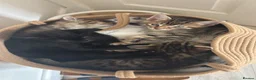 Mixed Breed cats for sale: Bengal cross kittens - Advert 11
