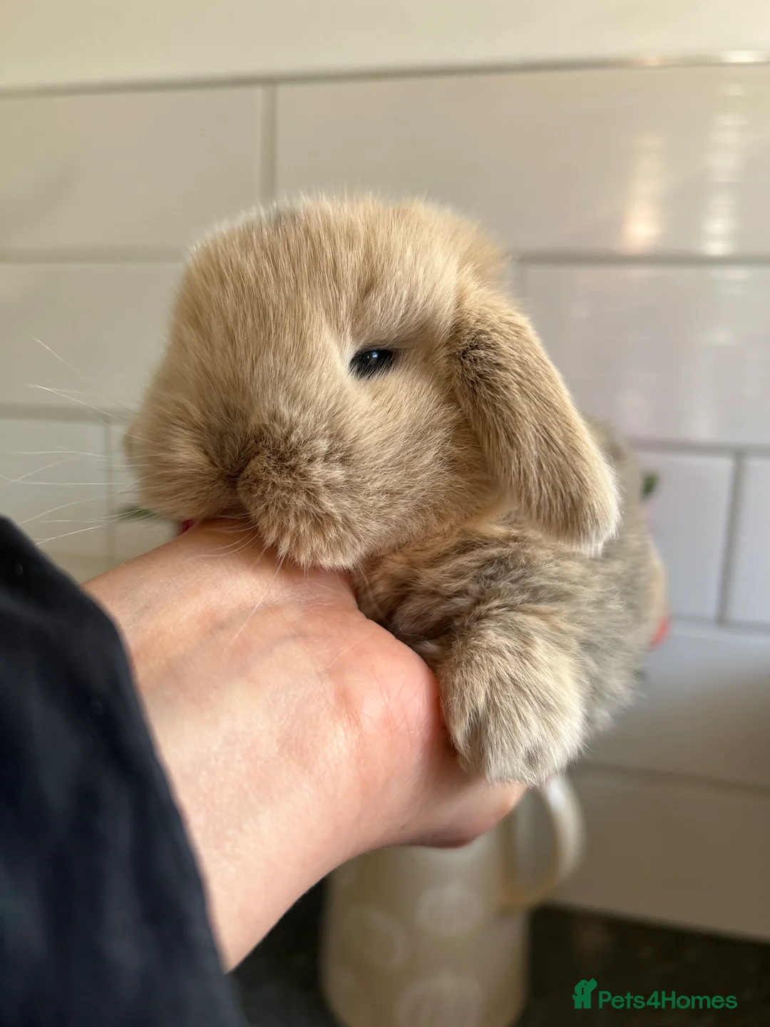 Mini Lop rabbits for sale: Two Mini Lop Boys - Ready 1st April - Advert 12